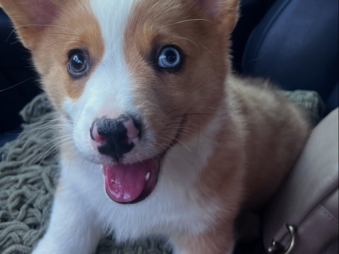 Cardigan Welsh Corgi – American Corgi – San Marcos