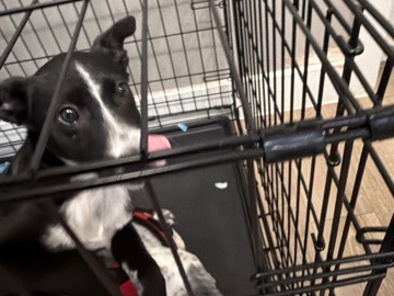 Australian Kelpie – blue heeler mix – Midland