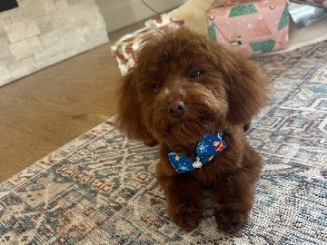 Poodle – Toy Poodle – Sedalia