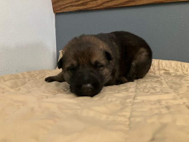 German Shepherd – Purebred Germans Shepherds