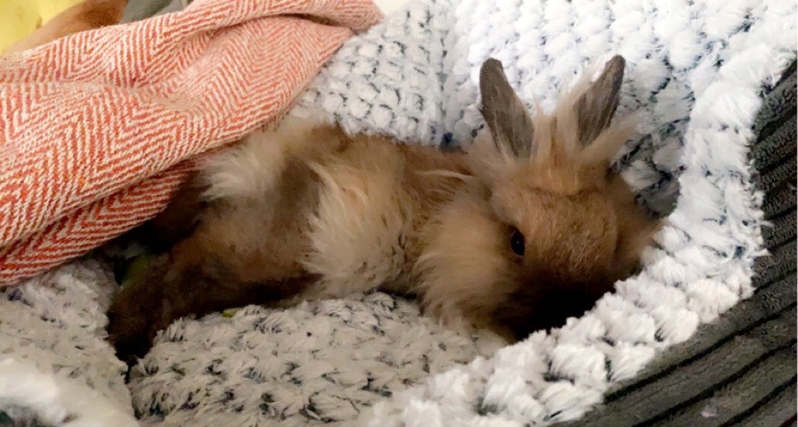 Lionhead – Brown
