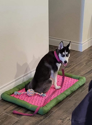 Siberian Husky – Rehome my dog