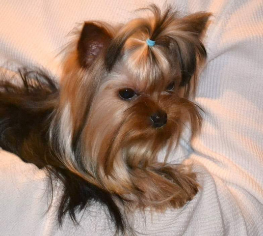 Yorkshire Terrier – Targaryen, Yorkshire terrier