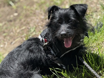 Mixed Breed – Friendly Havanese-Yorkie Mix – 1 Year Old Male in New York – New York