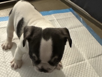 French Bulldog – 17 week old Frenchie – West Palm Beach