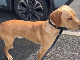 Golden Retriever – golden retriever/vizsal. Male