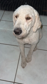 Golden Retriever – golden doodle for sale