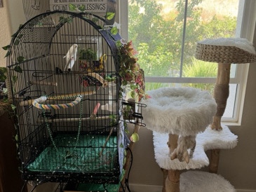 Parakeet – two bird cages, food and other bird accessories – Coatesville