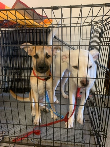 Siberian Husky – 2 boxer-husky 5 month old puppies (separate or together)