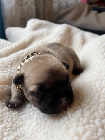 French Bulldog β New born beautiful fawn girl π¦