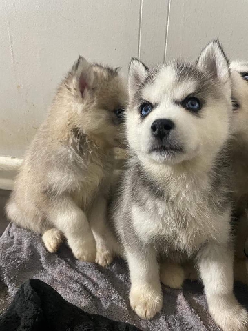Siberian Husky – Siberian husky