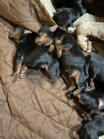 Yorkshire Terrier – Yorkie puppies