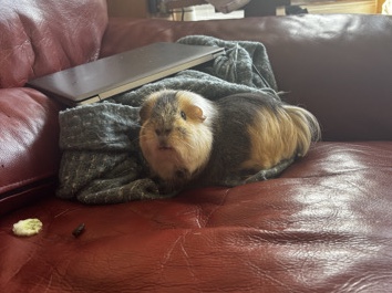 Guinea Pig – two male guinea pigs looking for their forever home – Glasgow