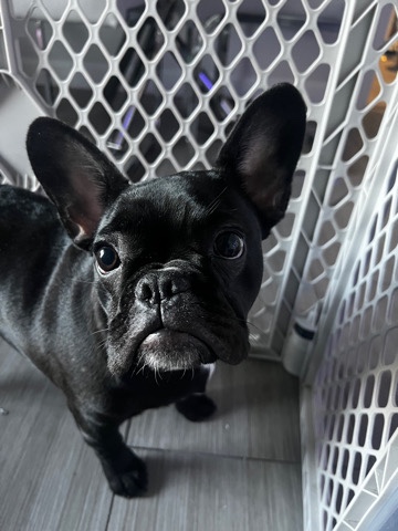 French Bulldog – Frenchie