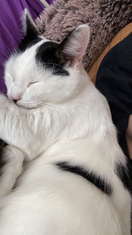 American Shorthair – Shorthair tabby cat needs a new home!