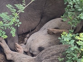 Pig – big tooth – Mandvi