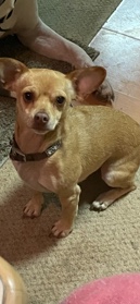 Chihuahua – 4 year old female very sweet chihuahua