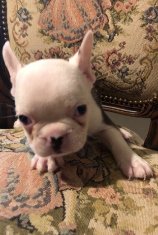 beautiful French bulldog puppies