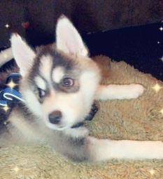 American Eskimo Dog – Mini husky