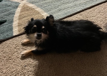 Chihuahua – Longhair Chihuahua