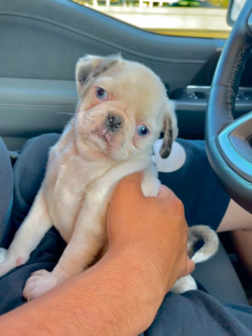Pug – Panda Pug