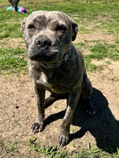 American Bulldog – Dog