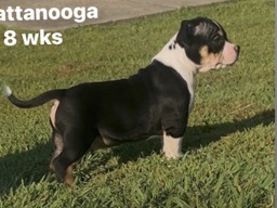 Pockey Bully Available – Knoxville