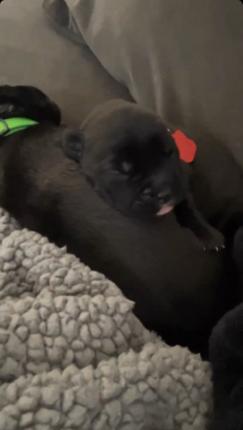 Cane Corso – Cane Corso Puppies!
