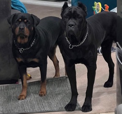 Cane Corso – Rotti-Corso