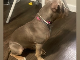 American Pit Bull Terrier – red pitbull baby girl – Bessemer