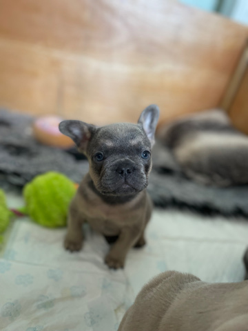French Bulldog – KC registered frenchbulldog