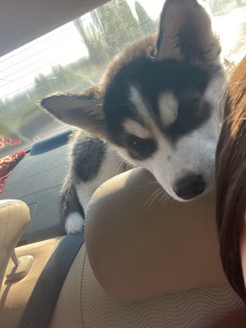 Siberian Husky – Husky Puppy