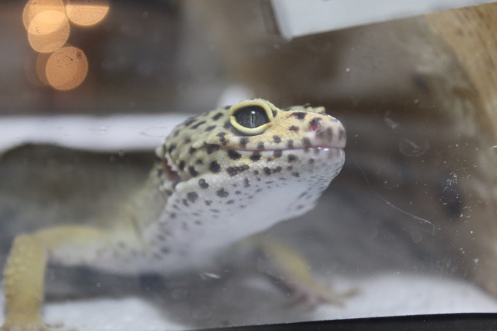 Leopard Gecko!