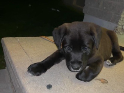 Mixed Breed - German shepherd x Rottweiler mix  available for adoption in Montréal