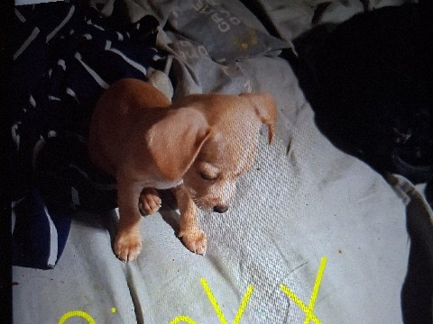 Chihuahua – 9 Weeks Old in Phoenix – Phoenix