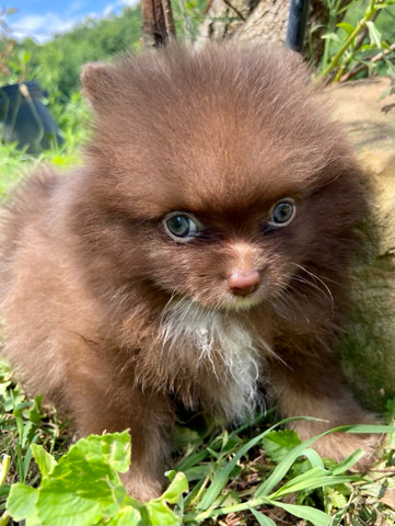 Pomeranian – Chocolate Perfection