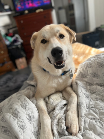 Great Pyrenees – Danny