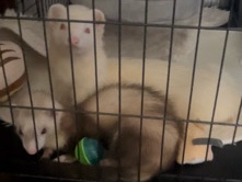 Two Ferrets