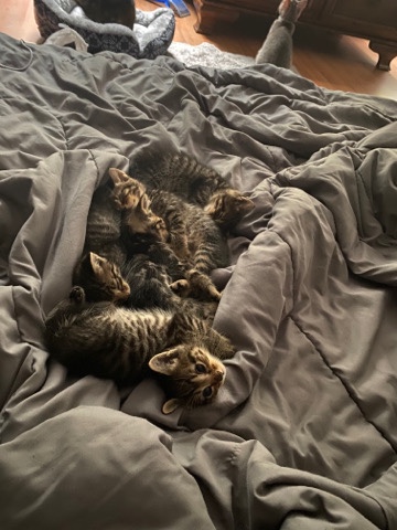 Russian White, Black and Tabby – Kittens for sales.