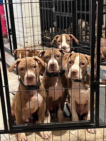 American Pit Bull Terrier – ReallyReddz rednose beauties for sale – Ashburn