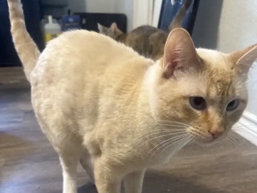 male cat – Saginaw