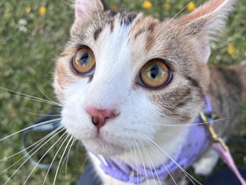 bonded sliblings Ventura county – Camarillo