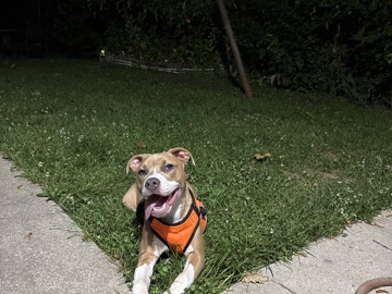 American Pit Bull Terrier – pit bull terrier – Hanover