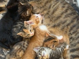 kittens – Indianapolis