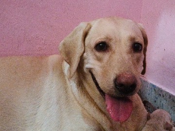 Labrador Retriever – Newborn Labrador Retriever Puppy Available in Thoothukudi – Thoothukudi