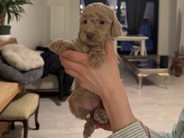 Poodle – Toy poedel – Mortsel