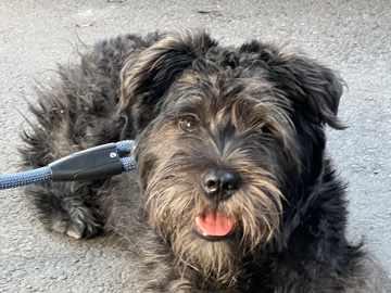 Miniature Schnauzer – 🐾 Meet Cali – Our Sweet 9-Month-Old Mini Schnauzer 🐾 – New York