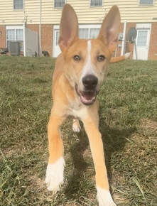 German Shepherd – 6 Month Puppy Needs A New Home!