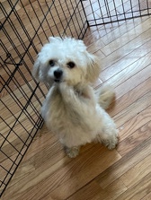 Shih Tzu – My big baby needs a new loving family.