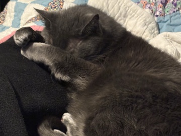 Russian Blue – Free kitty needs new furever home asap! – South Ogden